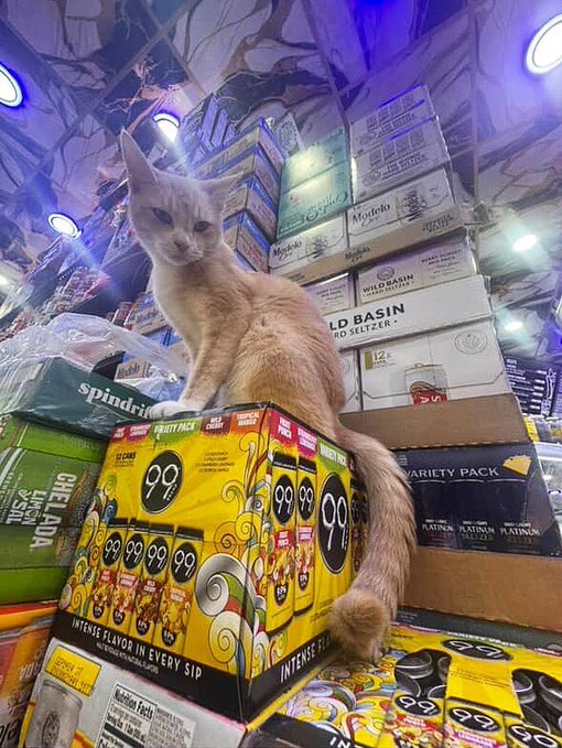 Real bodega cat from NYC